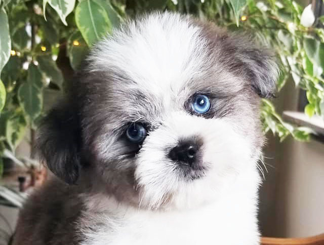 Saussie Puppies For Sale - Premier Pups